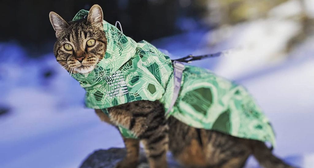Senior cat Mike living his best life hiking in the snow