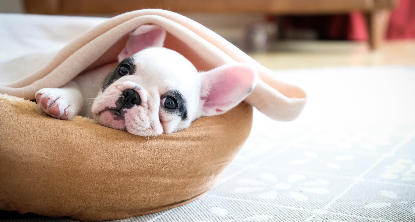 Things You Need to Know Before Bringing Home a French Bulldog