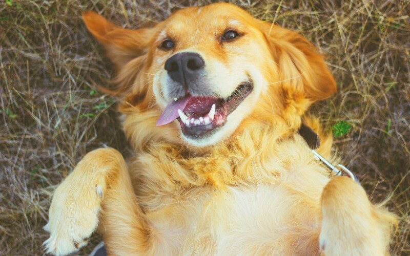 golden retriever calm dog breed