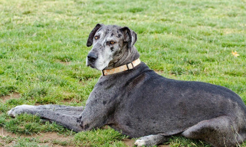 calm dog breeds great dane
