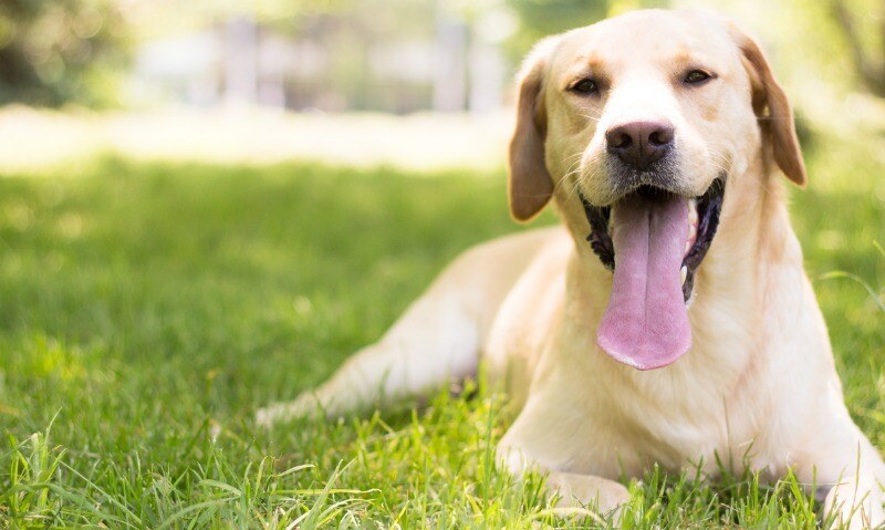 labrador calming dog breeds