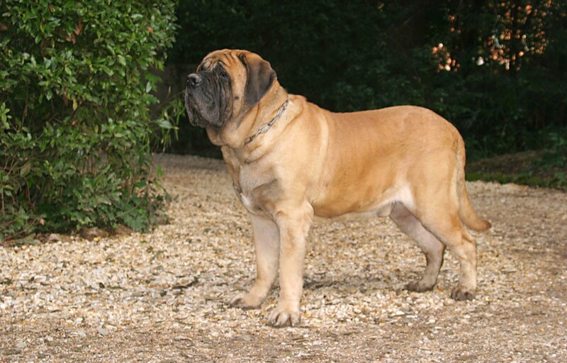 calm dog breeds mastiff