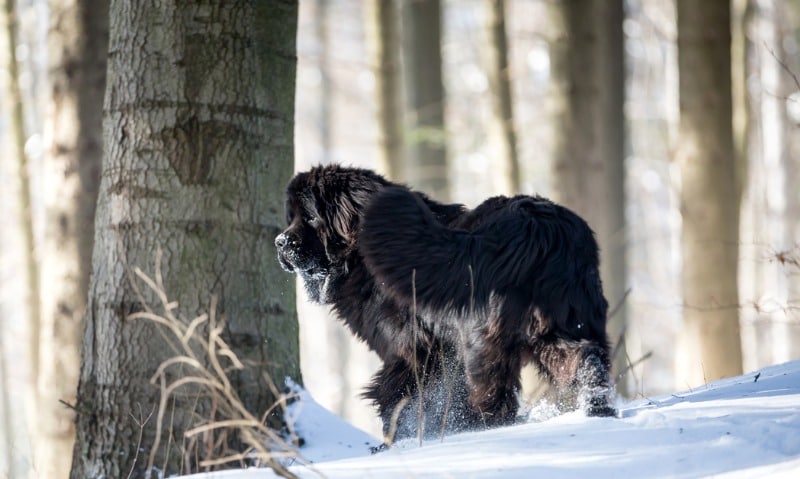 calming dog breeds newfoundland