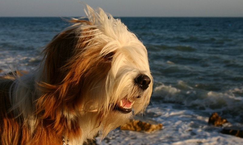 calm dog breeds tibetan terrier