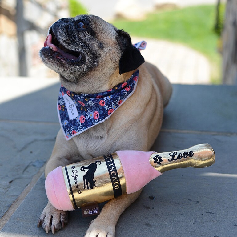Dog-friendly cabin getaway from Washington DC : winery