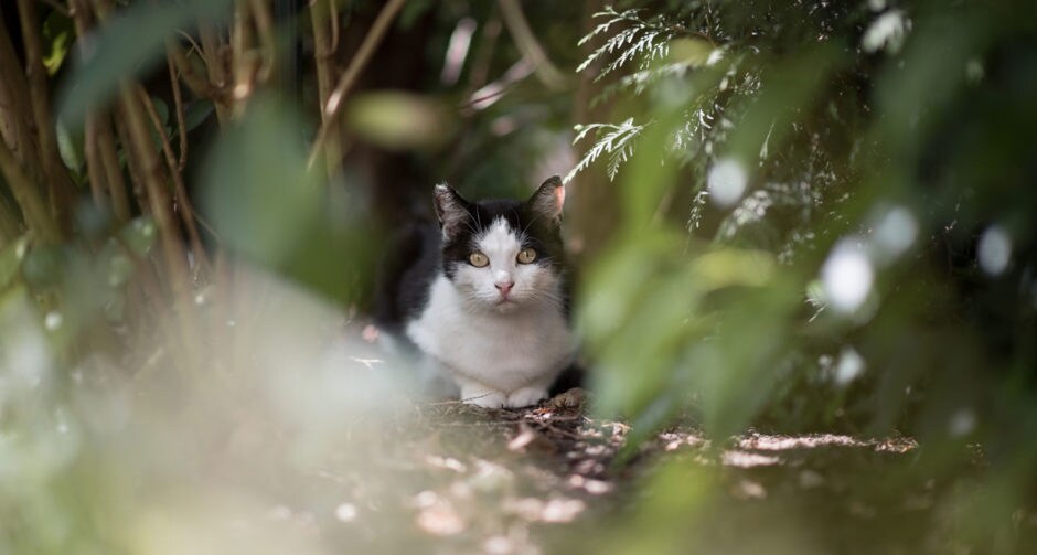 How to Find a Lost Cat BeChewy