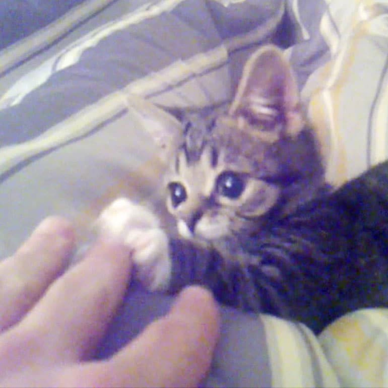 lil bub as a baby kitten