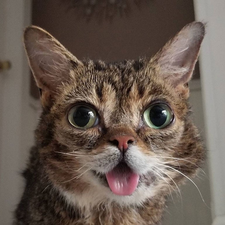 lil bub making a silly face