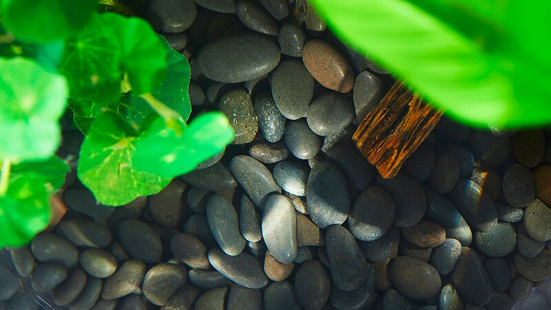 pebbles for a fish tank