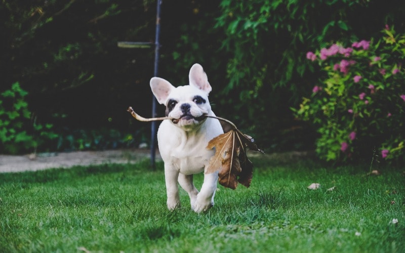 frenchie playign outside