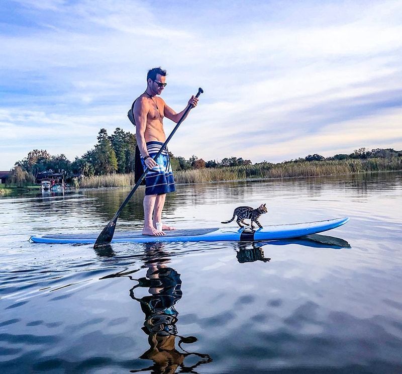 Surfing cat Mav on the paddle board with dad