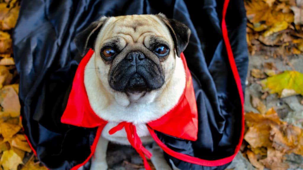Dog and cat Halloween costumes: Most popular for 2019