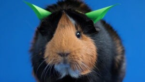 how much should you feed a guinea pig