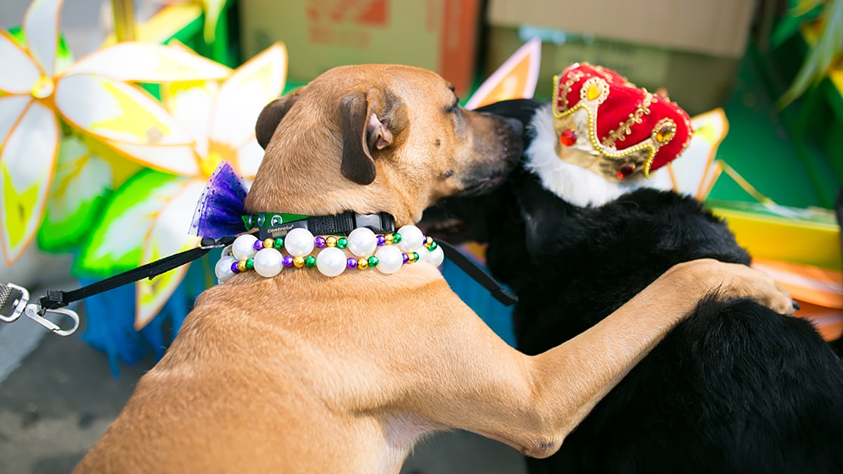 Pooches in the Ballpark - Travel Tails