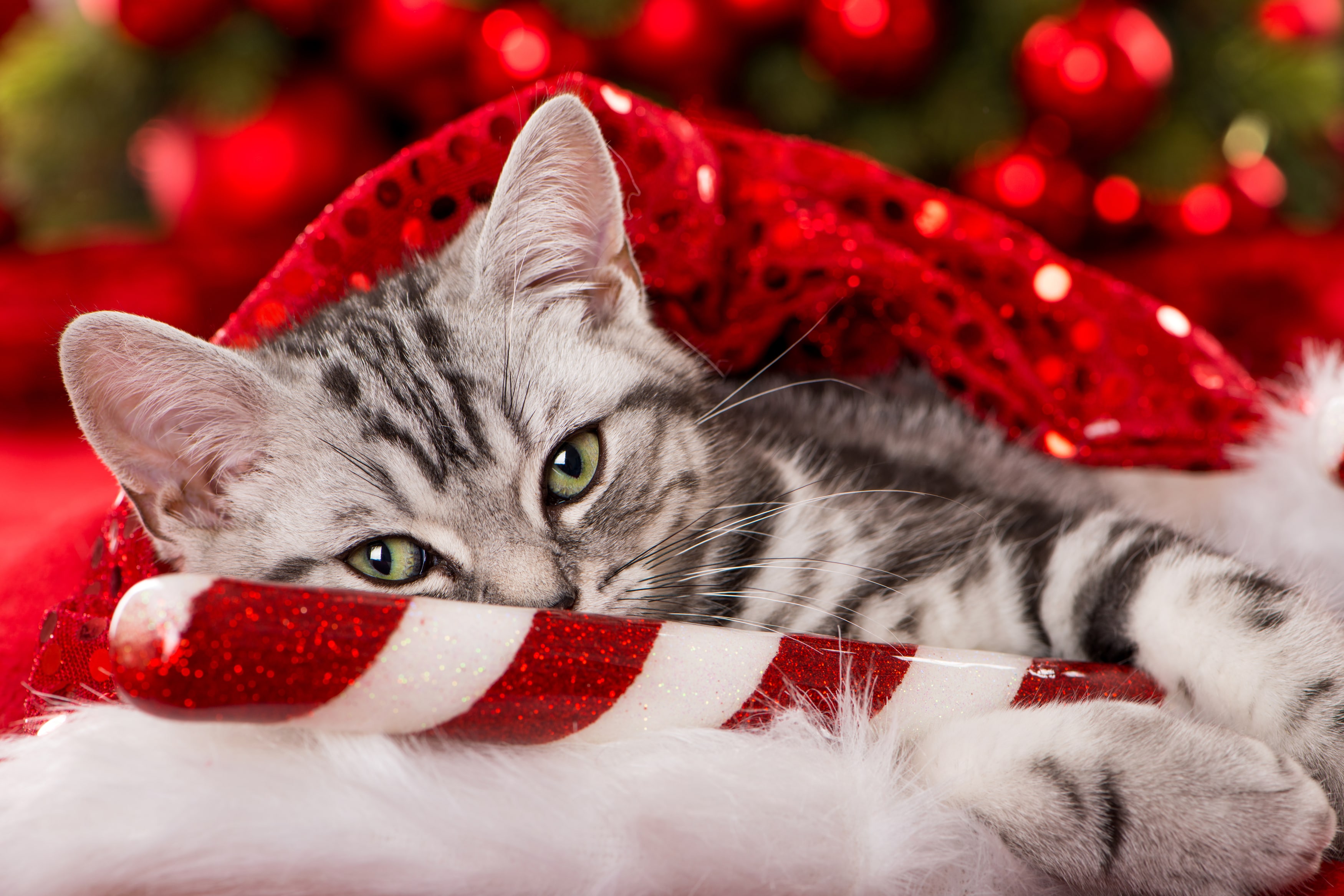100+ Best Cat Gifts That Are Purr-fect for Christmas