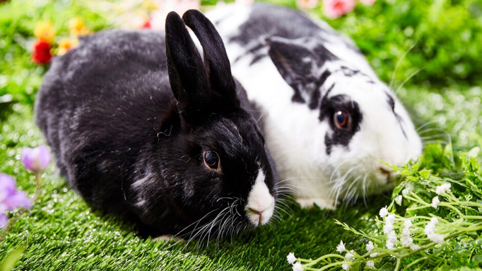 A Guide to Christmas Gifts for Rabbits BeChewy