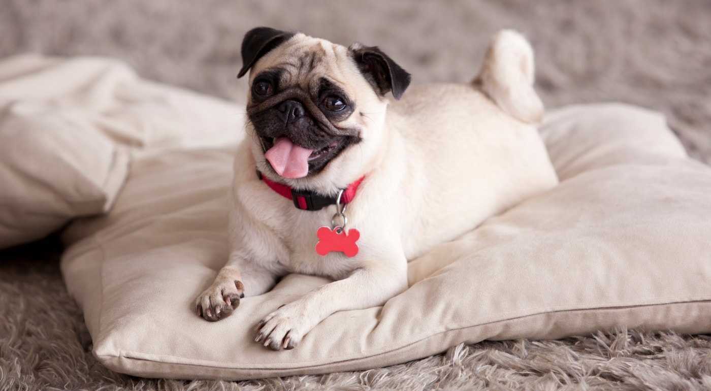 5 Things You Should Know Before Getting a Pug | BeChewy
