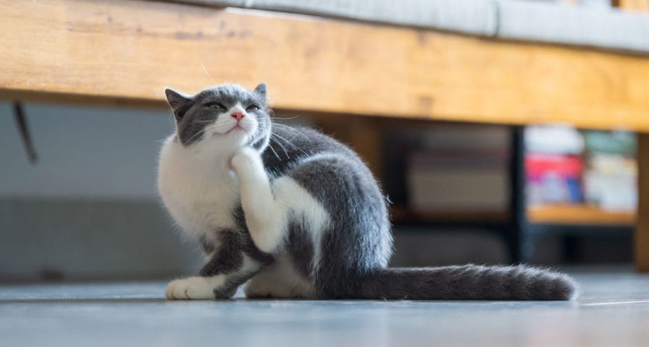 What to Do When Your Cat Has Fleas Signs, Treatment and Prevention