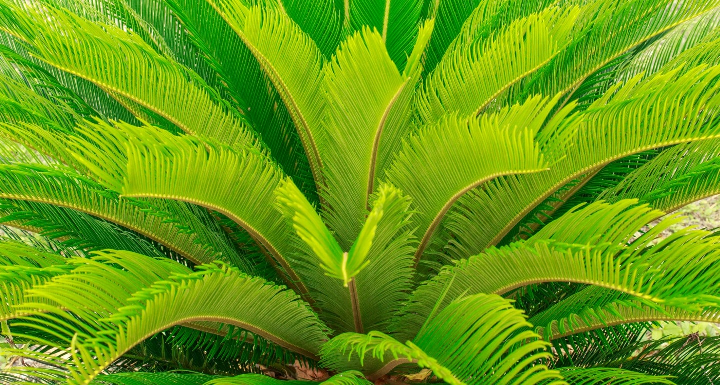 24 Palm Tree Seeds Poisonous To Dogs PNG Ceritakehidupansaia