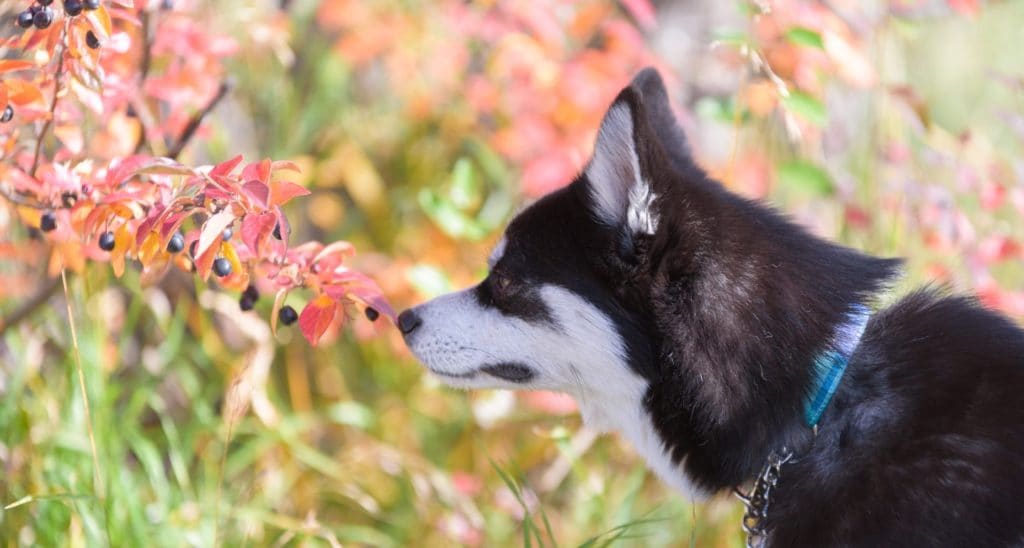 Complete Guide to Poisonous Plants for Dogs