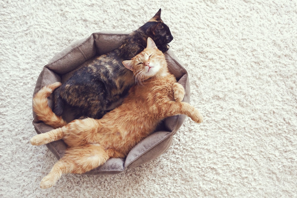 cats mating diagram