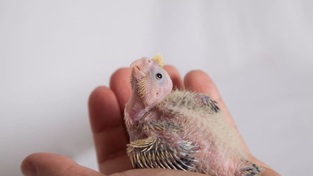 Cockatiel Beak Peeling: Discover the Power of Proper Care