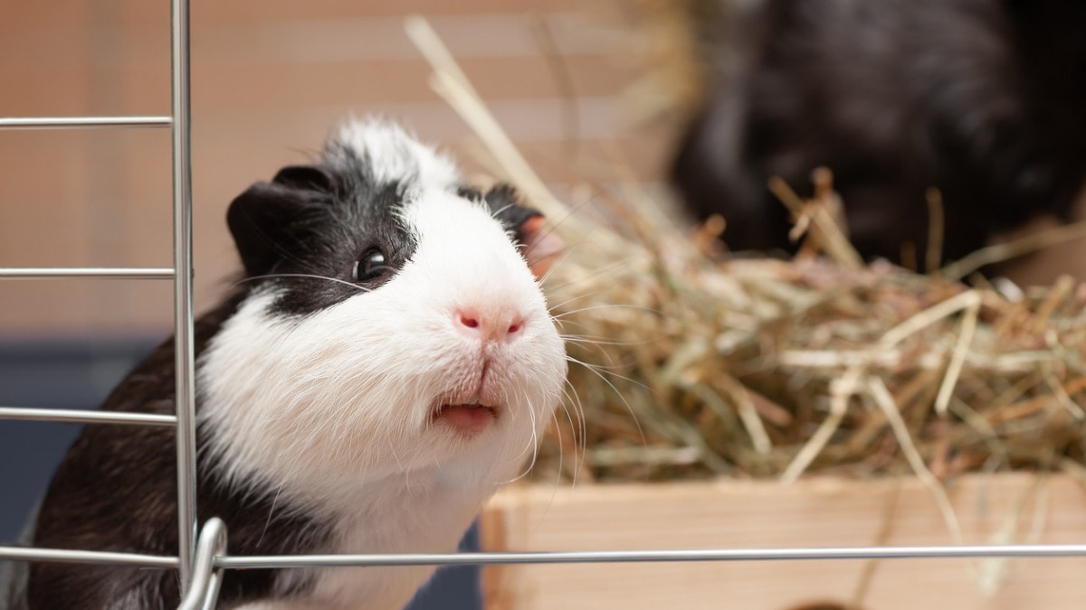 Neuter guinea hot sale pig