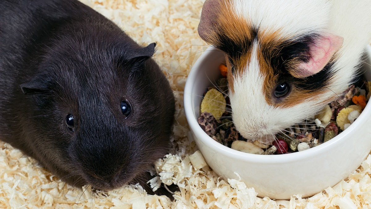 Guinea pig 2025 bloat home treatment