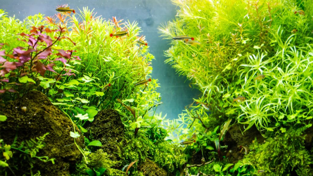 Getting Rid Of Ich On Fish And Aquariums | BeChewy