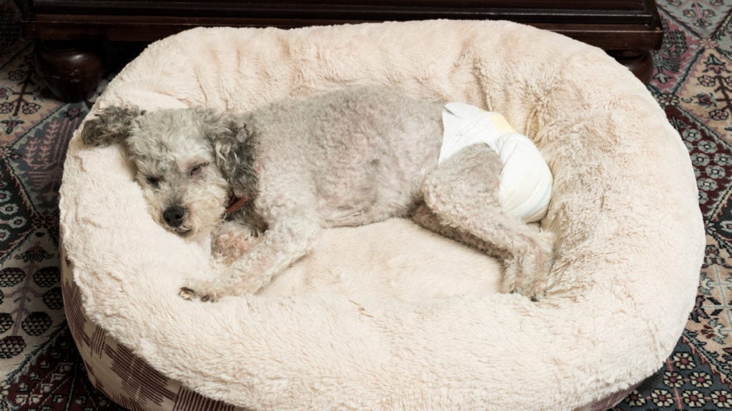 What causes incontinence in clearance dogs