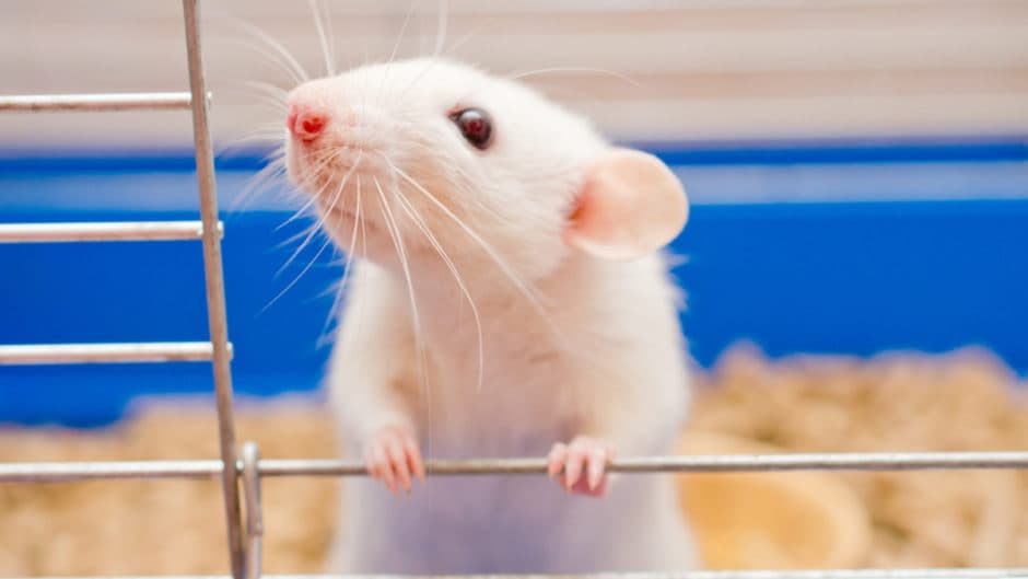 Pet Mice 101: A Beginner’s Guide To Keeping a Mouse as a Pet | BeChewy