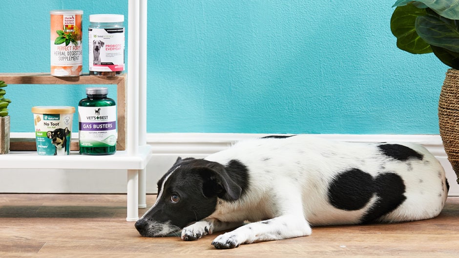 Dog Farting Why Does My Dog Fart So Much? BeChewy