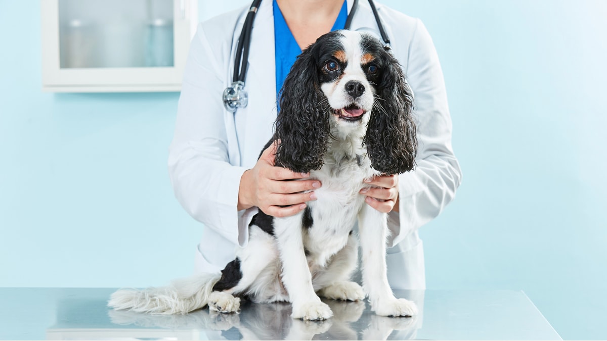 Hookworms in Dogs: Symptoms and Treatment