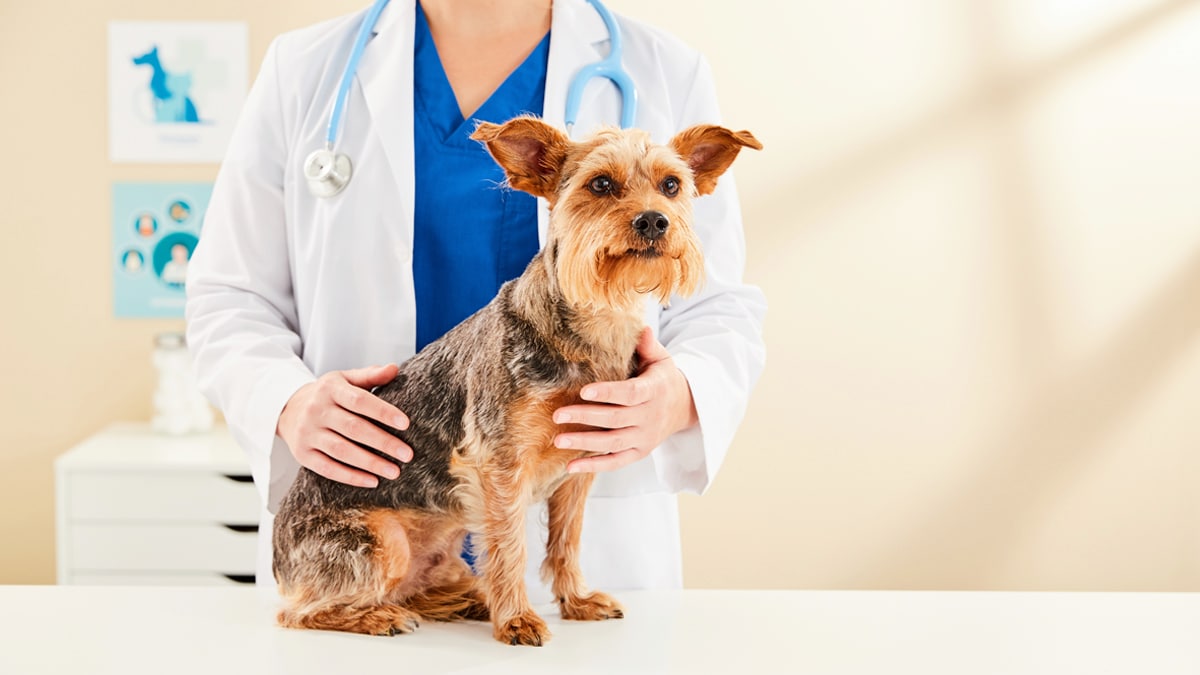 why do vets test dog poop