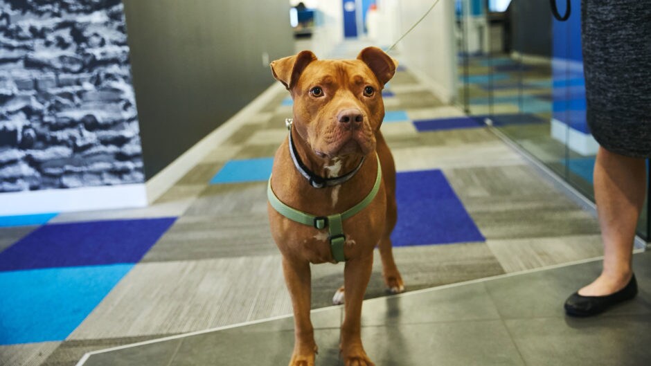 Meet The Office Dogs at Chewy HQ BeChewy