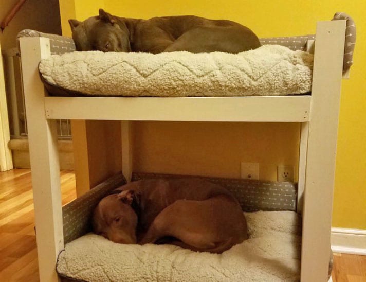 Dog Brothers Get Their Own Bunk Bed So, How To Make Dog Bunk Beds