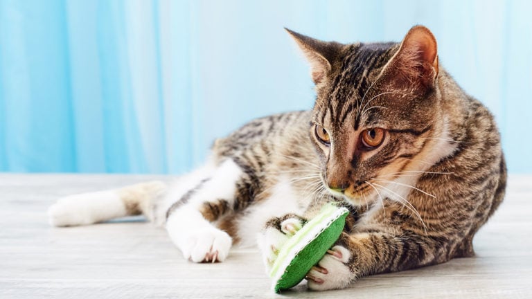 The Benefits of Interactive Toys for Cats--Petwant