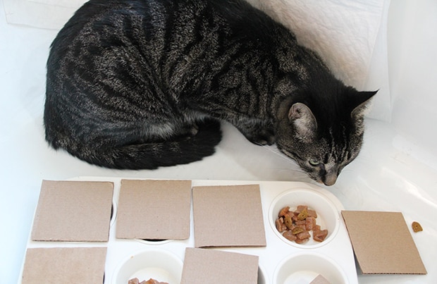 DIY Food Puzzles for Cats | BeChewy
