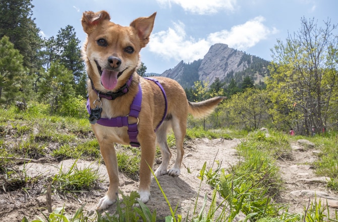 puppy hiking