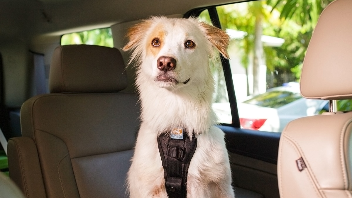 Traveling With Your Dog in the Car? Follow These 6 Safety Tips | BeChewy