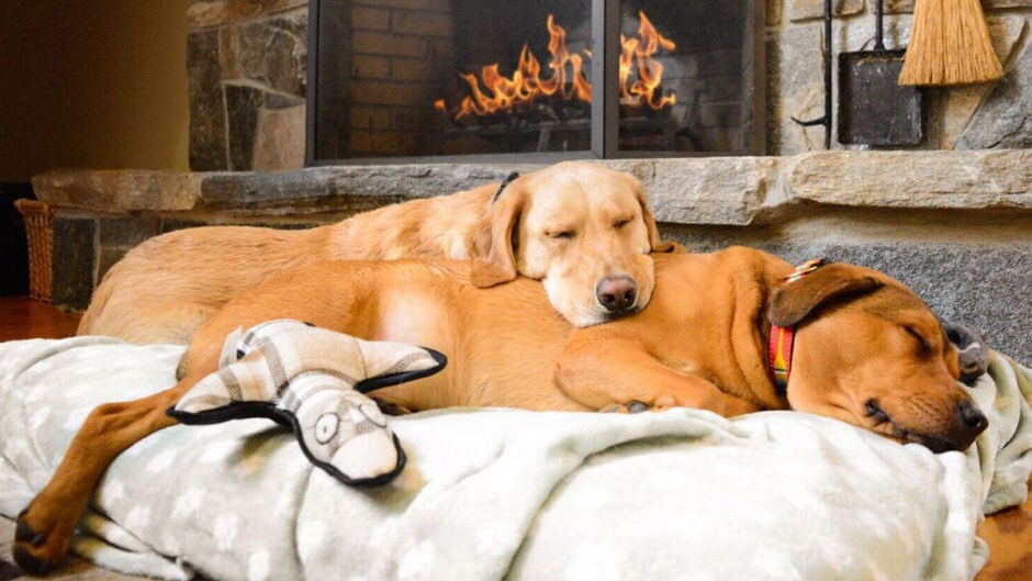 DogFriendly Vermont Hotels and Activities BeChewy