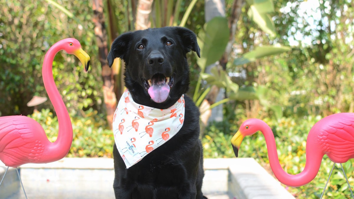 When Should I Stop Feeding My Dog Before Flying