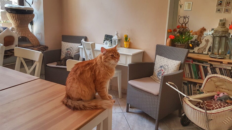 The World of Cat Cafés BeChewy