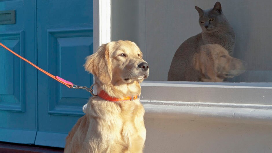 How to Leash Train a Dog A Stepby Step Guide BeChewy