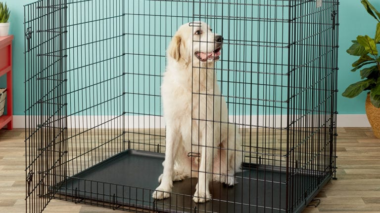 Chewy extra large dog crate best sale