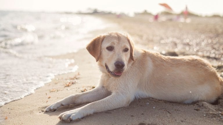 9 Must Have Items on Your Dog Beach Checklist BeChewy