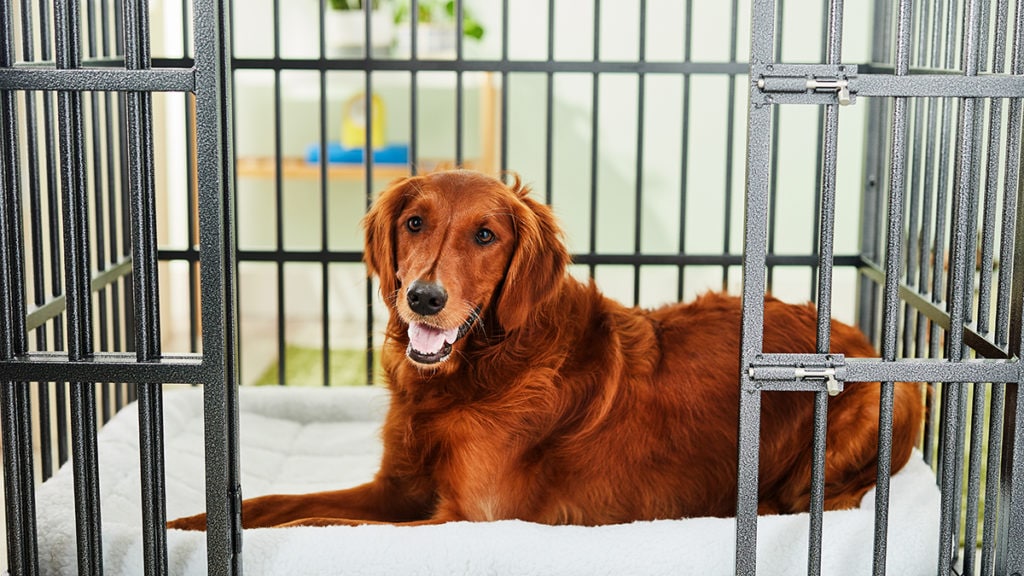 How To Choose the Right Dog Crate, from Material to Size