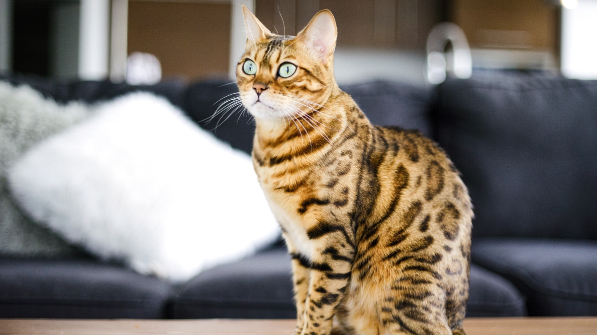 Best Bengal Cat Facts Characteristics Personality Lifespan Zoological World