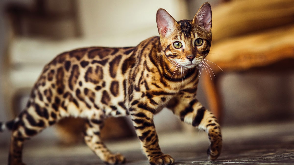 brown and white dappled cat