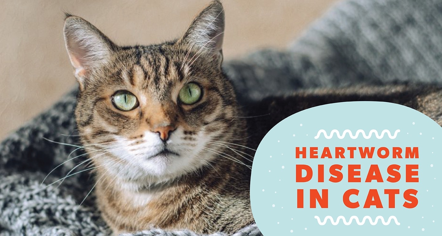 Heartworm in Cats: Signs, Diagnosis, Treatment and Prevention | BeChewy